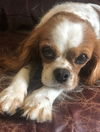 Harriet