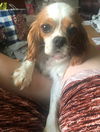Harriet