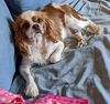 Harriet
