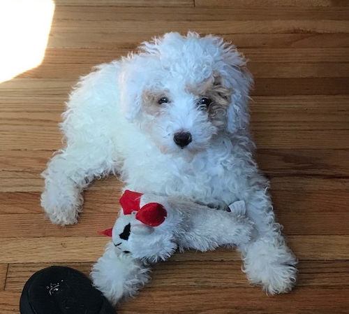 Tippy