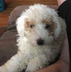 Tippy