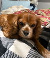 Ginger