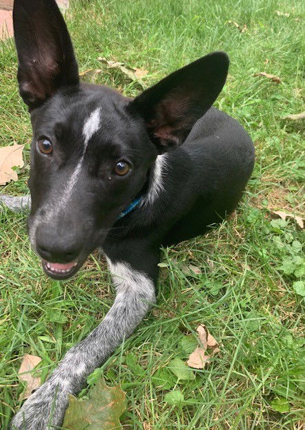 Otis