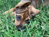 Thelma Lou