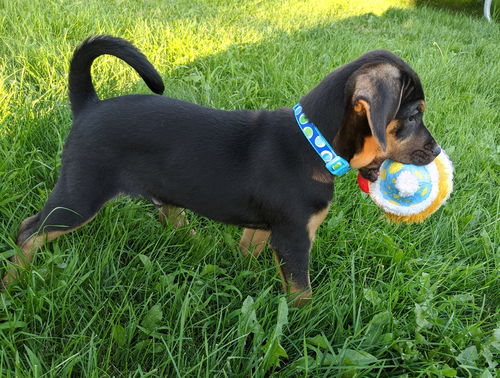 Opie