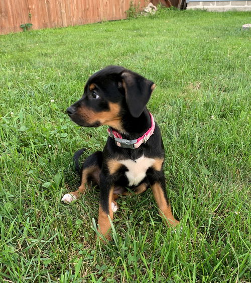 Bea