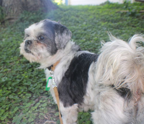 Bailey