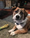 Wilbur