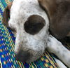 Maggie