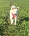 Leah