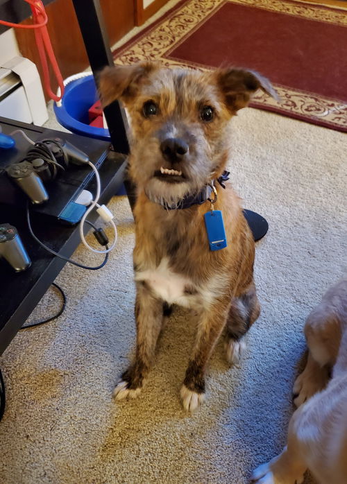 Finn