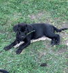 Pepper
