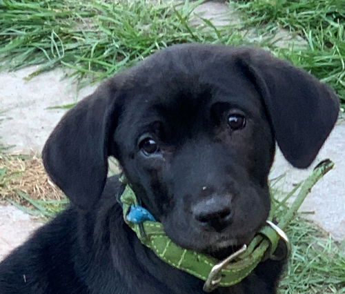 Pepper