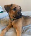 Rocko