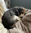 Addie