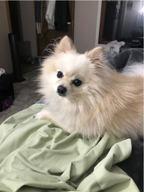 Teddy