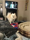 Teddy