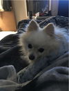 Teddy