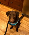 Koda
