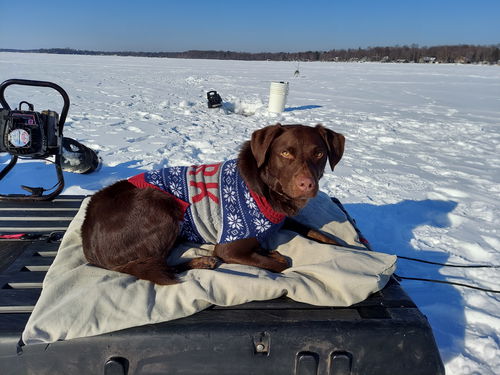 Koda