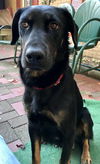 Samoa/Blackie