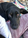 Samoa/Blackie