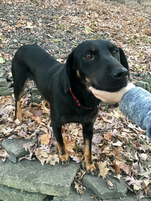 Samoa/Blackie