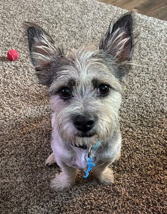 Odie