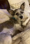 Odie