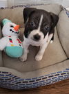 Will (updated bio and pics)
