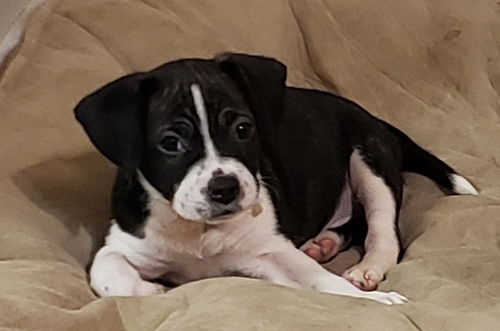 Will (updated bio and pics)