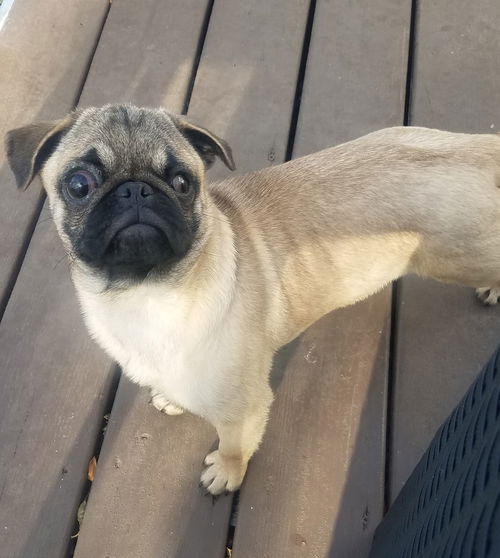 Kora