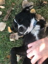 Oreo