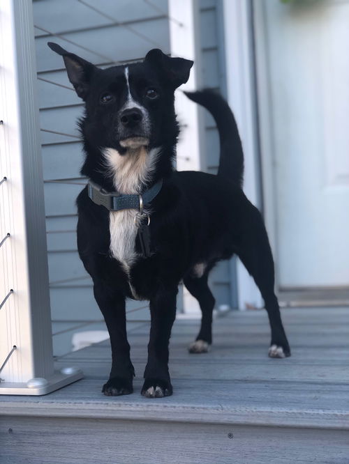 Oreo