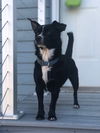 Oreo