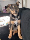 Rosie