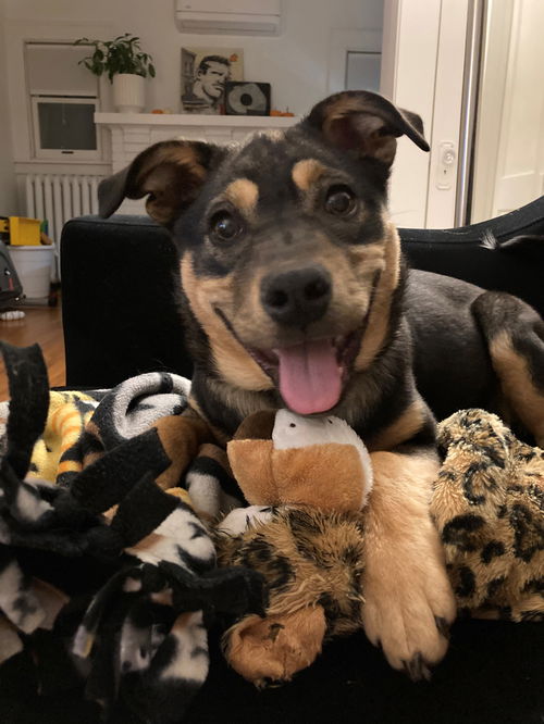 Rosie