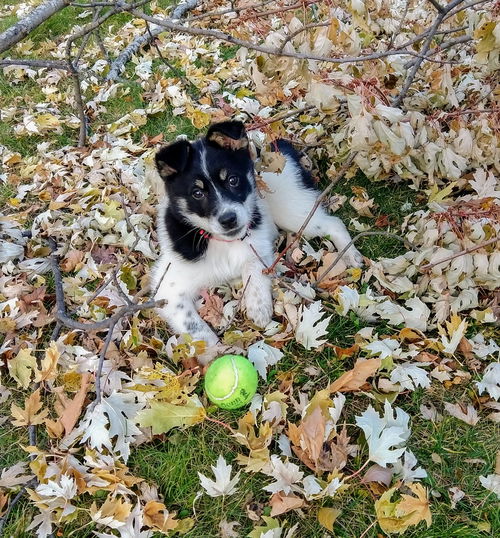 Charlie