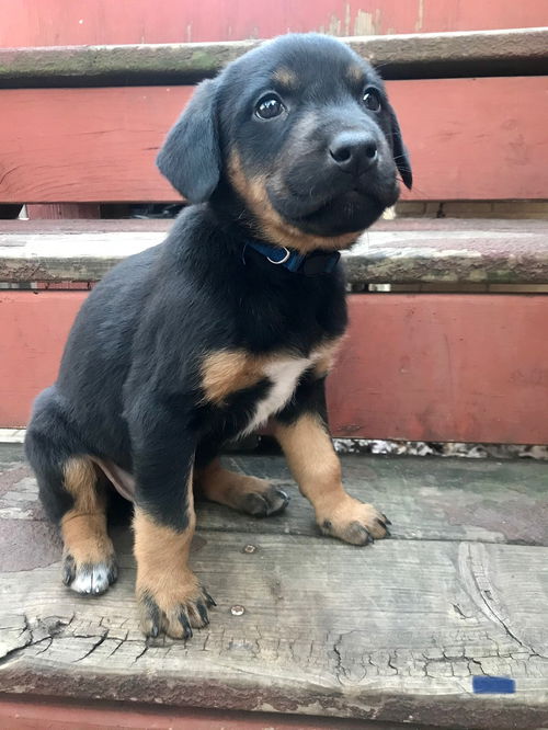 Enzo