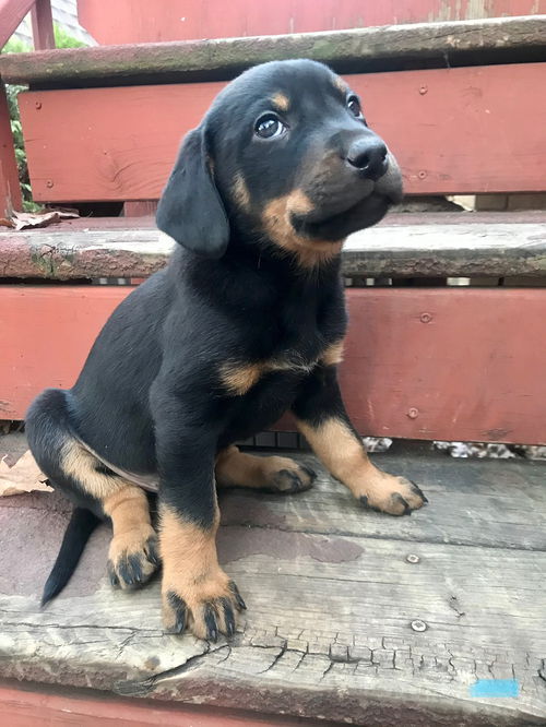 Baloo