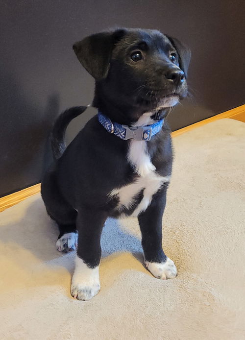 Jet