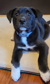 Jet