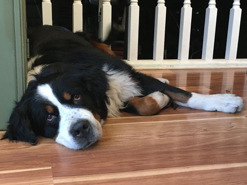 Riggs