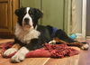 Riggs