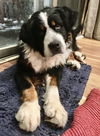 Riggs