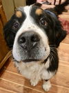 Riggs