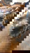 Yogi