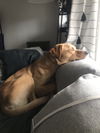 Yogi