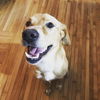 Yogi