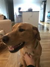 Yogi